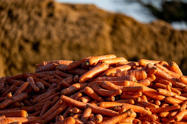 家畜の給餌 飼料の状態 採食