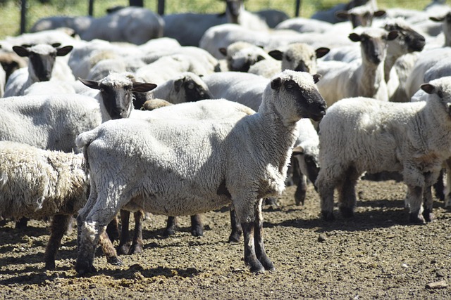 畜産農場の道具 手入れ 清掃備品の管理