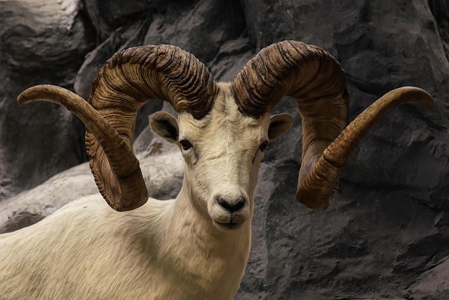 羊の給水設備 牧場の水管理